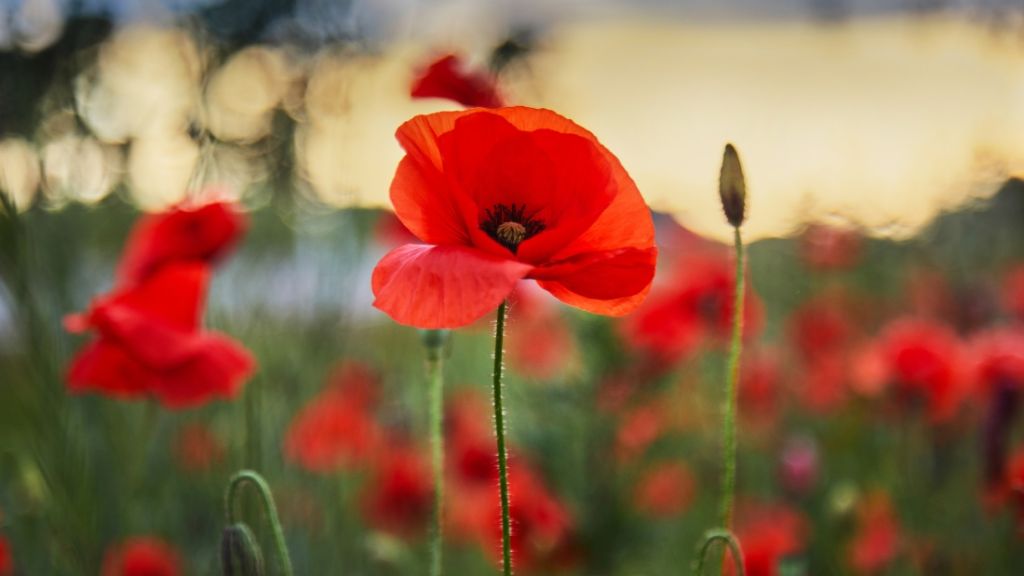 Honoring remembrance day in canada 1024x576