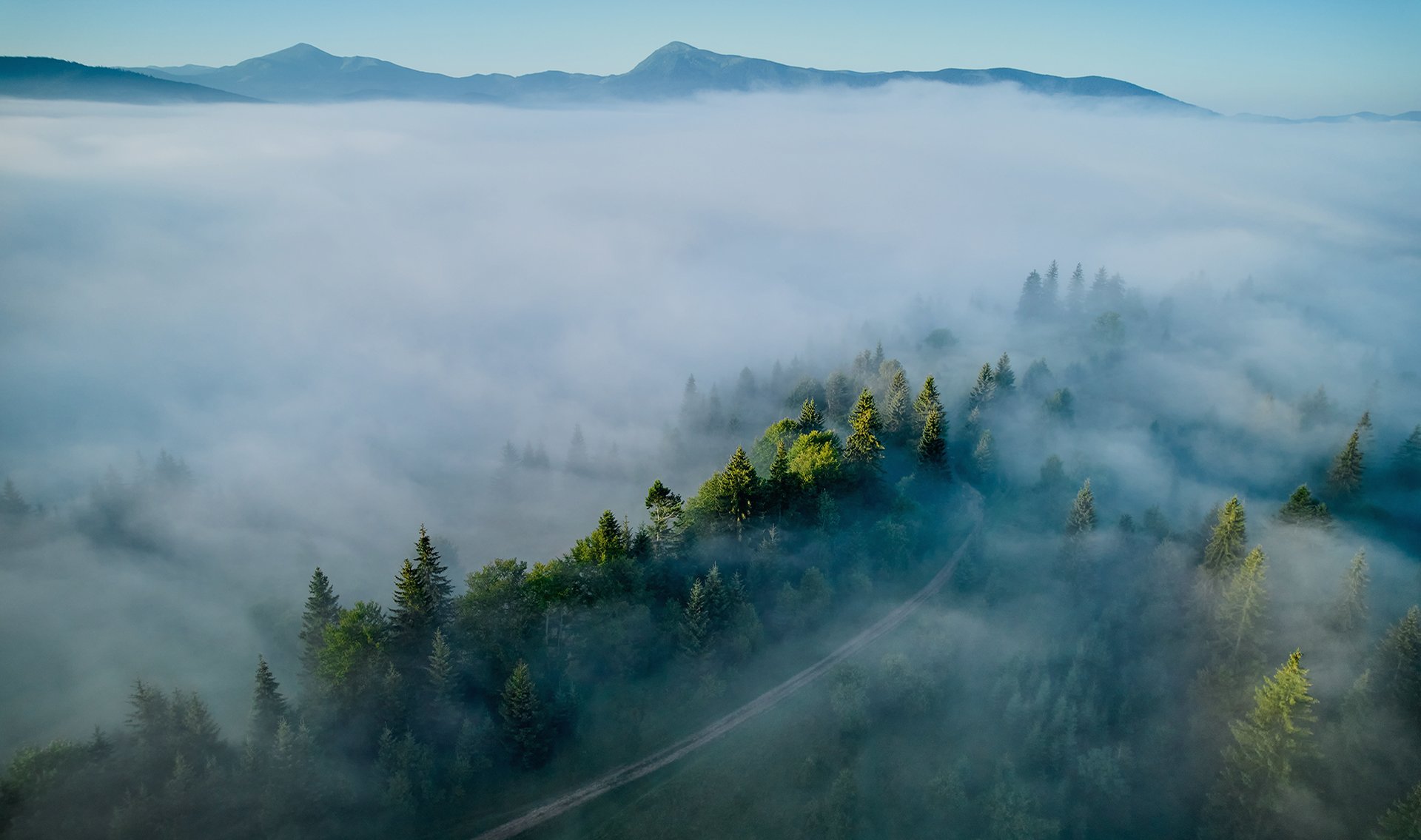 Forest fog day