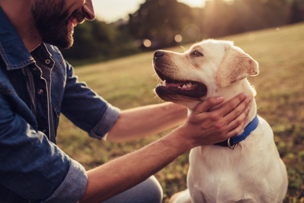 Who gets pet custody divorce alberta 1024x683